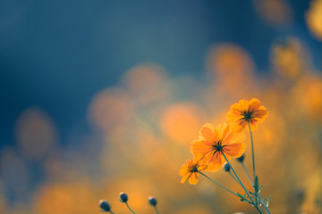 看看我们的地球好词好句摘抄