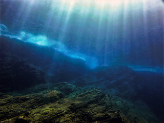 动物励志小故事