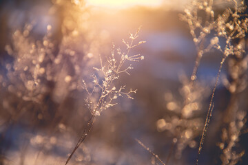 动物励志小故事